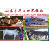 重庆肉牛场出售肉牛犊育肥公牛利木赞牛