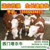广西养殖场出售肉牛种牛肉驴