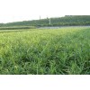 山东哪里有卖嫩姜的？淄博嫩姜-临沂嫩姜