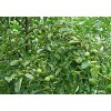 山东枣树供应|什么品种的枣树结果多，好吃？