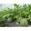 大量8424西瓜上市