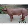 哪里的杜洛克公猪品种好 杜洛克公猪价格 山东杜洛克公猪