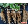 蛟河市草莓研究所出售草莓生产苗，穴盘苗、裸根苗都有