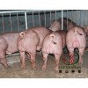 健康养殖杜洛克公猪 优质杜洛克公猪 杜洛克公猪价格