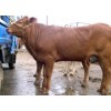 利木赞小牛犊价格 利木赞育肥肉牛价格 山西肉牛养殖场