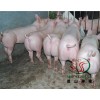 环境好青州大约克种猪场，大约克种猪价格，大约克种猪厂家
