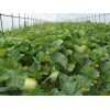 代收各种瓜果蔬菜-鲁西瓜果蔬菜交易市场