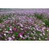 要买波斯菊首选丽颖花卉基地