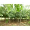 济南优质白蜡树苗木种植基地，批发价格更优惠