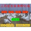 朗德鹅苗|朗德鹅苗价格|鹅苗多少钱一只？