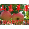 山东苹果代购18660922218