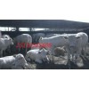 肉牛—山西肉牛—更专业的山西牛场—山西通源牧业