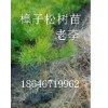 绿化中国植树造林清场批发小樟子松树苗 18646719962