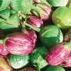 观赏茄种子蔬菜种子套餐订购批发销售彩茄