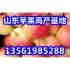 13561985288供应万亩苹果