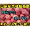 13561999388嘎啦苹果供应