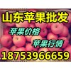 18753966659供应山东苹果