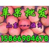 １５８６６９０４６７８供应山东苹果/嘎啦/美八/最新价格