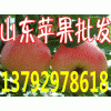 １３７９２９７８６１８山东红星优质红星苹果批发基地