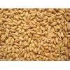 大量求购大豆小麦高粱玉米糯米稻谷