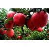 １８２５３９０６１１６供应山东红星苹果　金帅　美八苹果