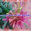 红芽罗汉松苗，红叶菊花芯罗汉松，红叶罗汉松苗