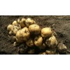 土豆 大量供应优质土豆价格便宜质量好
