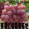 2014陕西大荔万亩葡萄基地红提葡萄大量上市