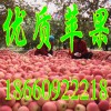 山东苹果批发红星/红将军苹果批发