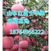 山东红富士苹果批发价格 水晶富士苹果产地供应