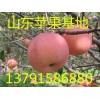 山东红富士苹果价格 山东苹果