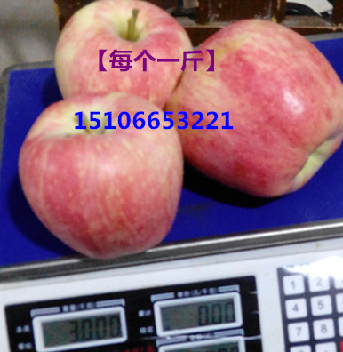 山东红富士苹果价格冷库红富士批发价格