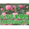 １８２５３９０６１１６山东金帅/红富士苹果产地批发最新价格