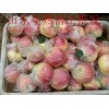山东红富士苹果批发１２３６６６３０１８８