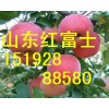 15192888580批发红富士诚信代收