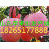 18265177888山东红富士苹果产地最新批发价格
