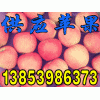 １３８５３９８６３７３山东红富士苹果最新价格