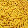 供应优质玉米 优质玉米出售