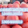 山东西红柿产地山东西红柿价格山东番茄大量销售