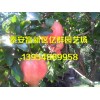 各大区域：聊城、济宁、临沂、泰安大青皮石榴苗价格