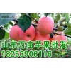 １８２５３９０６１１６ 大量供应山东水晶富士苹果产地价格