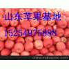 大量红富士苹果低价批发15254975888