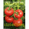 山东西红柿价格大量西红柿出售15254975888