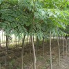 实用的山东栾树种植基地厂家直销，乐元苗木的山东栾树种植基地优秀的：大栾树种植基地