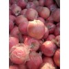 １３８５３９８６３７３山东纸袋/膜袋红富士苹果最新价格