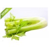 芹菜价格：销量好的芹菜价位