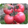 优惠的耐寒番茄种子潍坊哪里有