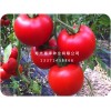 进口西红柿：想买优质西红柿种子，就到惠泽种业
