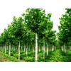 乐元苗木是专业的法国梧桐生产商，最优惠的法桐