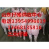 山东小猪13468135816山东仔猪销售